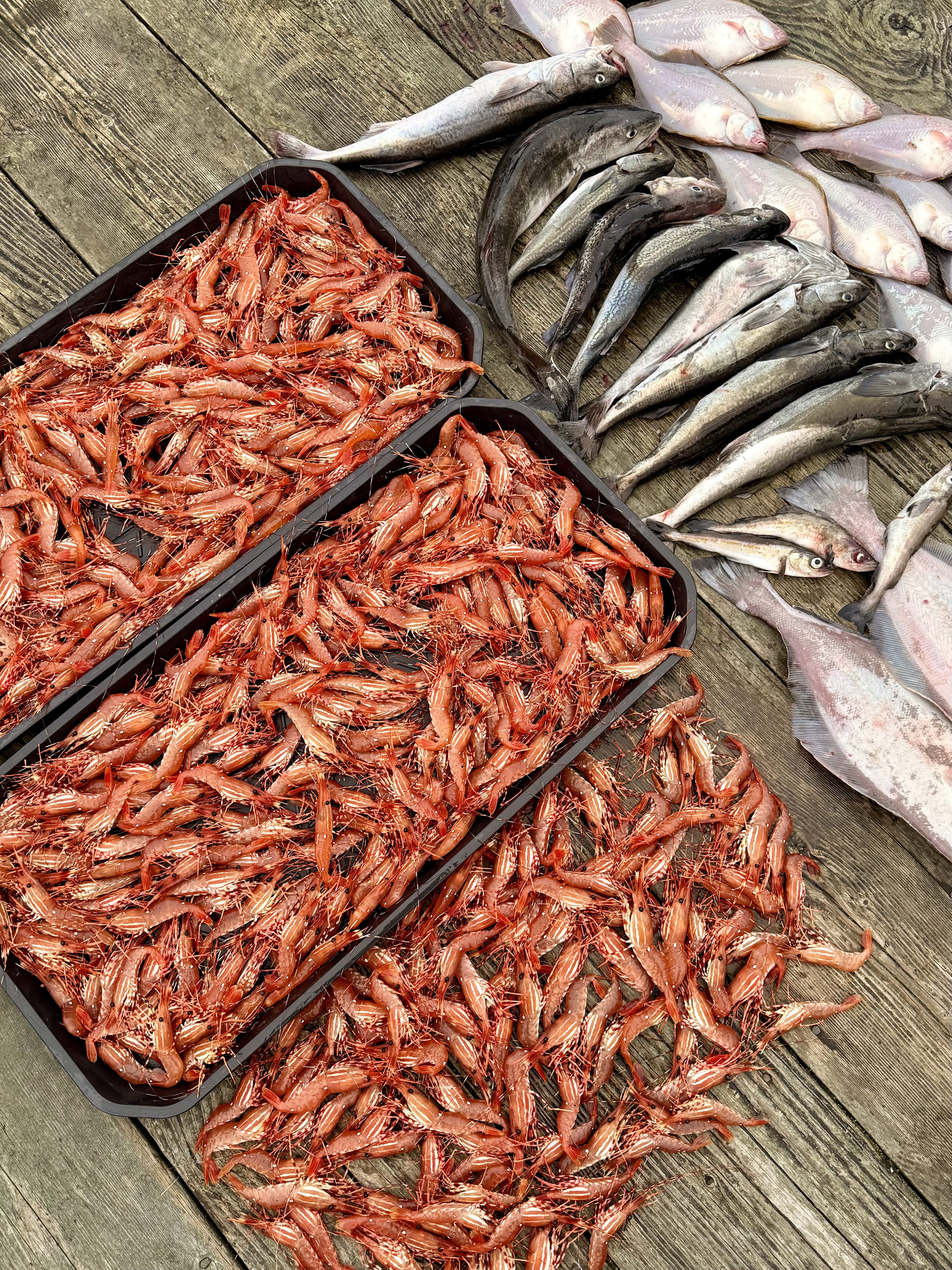 Nanaimo Area Fishing Trip from Delta · 3-Star Comfort Class