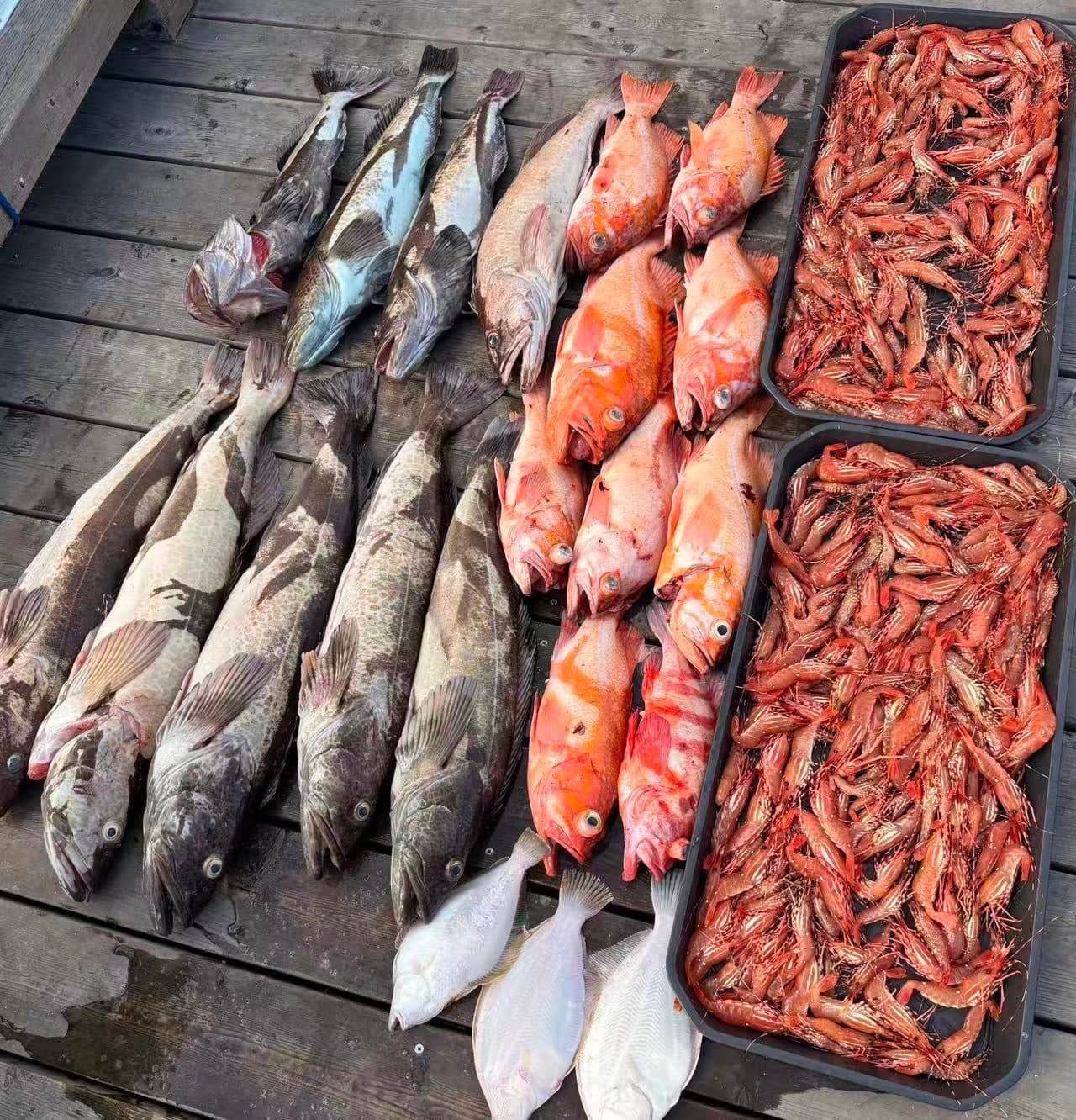 Nanaimo Area Fishing Trip from West Vancouver · 3-Star Comfort Class